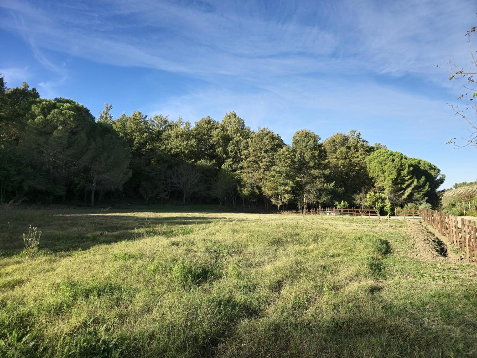 Toska Farm Meci